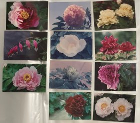 1996年河南省洛阳市第14界牡丹花会中拍摄的花卉照片，11张合售，每张13x9左右，过塑