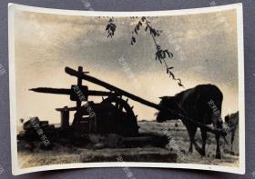 抗战时期 山西地区的牛拉水车 银盐老照片一枚