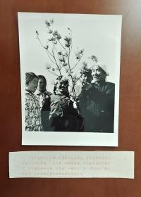 全国著名植棉模范 农民科学家吴吉昌  照片长20厘米宽15厘米