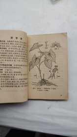 浙江民间常用草药