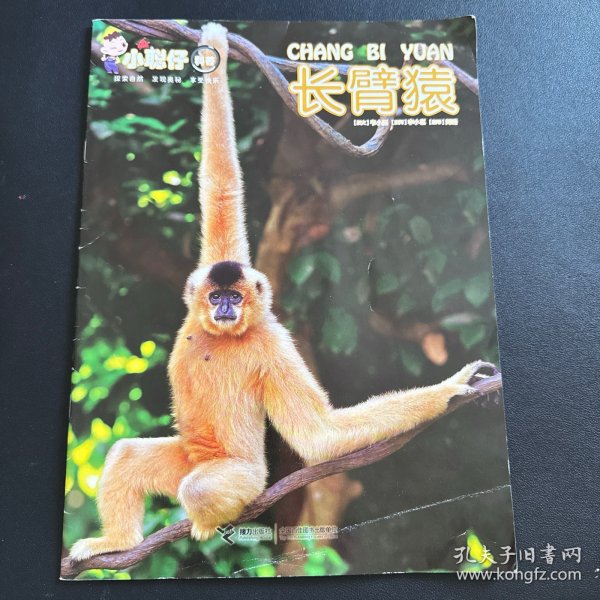 小聪仔·科普版：长臂猿（总第527期）