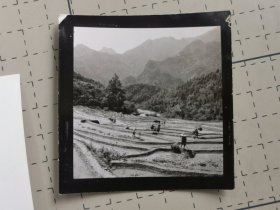 1978年舒城县双河区驮岭新明生产队的山区水稻田老照片