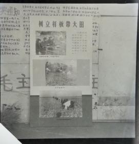 1966安徽省农业展览馆底片一张：泾县中村公社兰山大队“树立样板带大田”展板实景（210701）