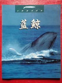 未驯服的世界：蓝鲸