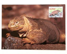 厄瓜多尔《蜥蜴》邮票极限片1枚，销1992年4月2日（WWF徽志）厄瓜多尔首日戳