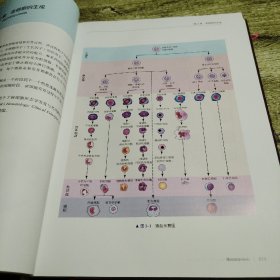 临床血液学图谱 （原书第6版）
