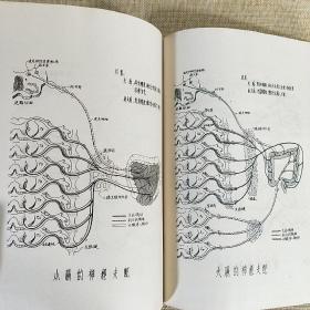 植物性神经分布图谱 中国人民解放军第二军医大学 1952年11月初版