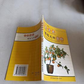 家庭盆栽矮化无核蜜橘，