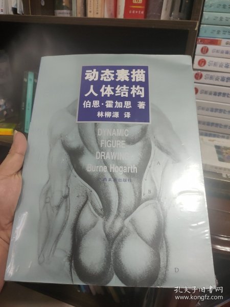 动态素描·人体结构