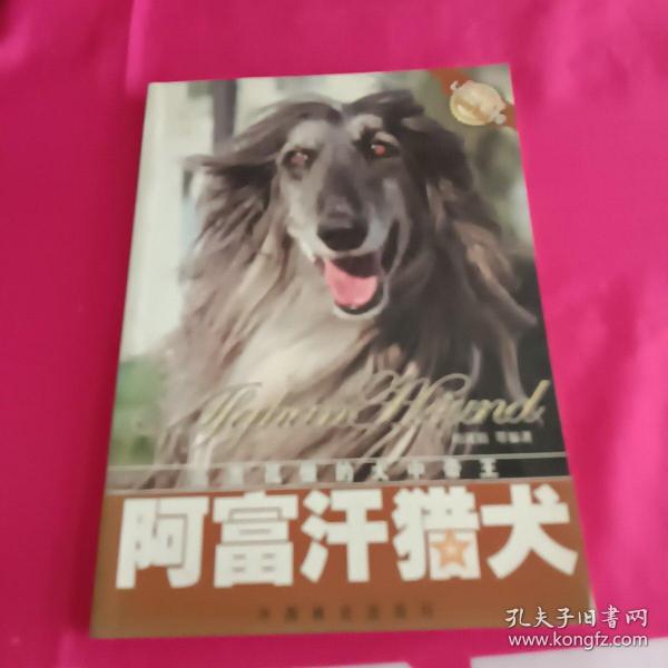 阿富汗猎犬