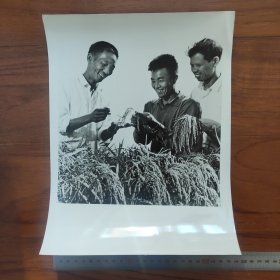 超大尺寸：1974年，籼型杂交水稻育成，图为杂交水稻之父袁隆平