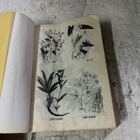 中草药图谱与解析