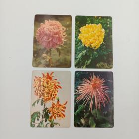 年历卡 1975年 植物花卉 年历片 新春 黄牡丹 大金背 粉松针 4枚合售