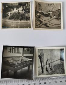 1950年代初期农业展览会上的模型场景老照片三种+1959年萧县皇藏公社展出的小麦植株样本，老照片（210703）