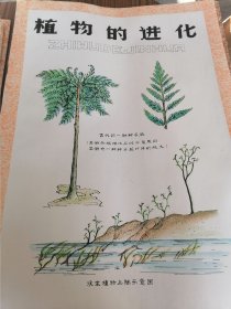 手绘植物学教学挂图植物的进化等8张