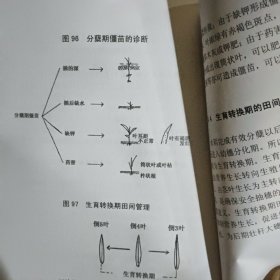 寒地水稻旱育稀植三化栽培技术图历