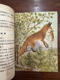《鸟兽和它的娃娃》（高尔洛夫绘图，少年儿童出版社1956年一版一印）