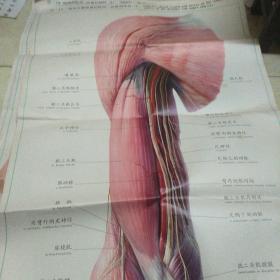 人体解剖挂图Ix一17，肩及上臂前面的肌肉、血管和神经(1)