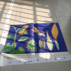 初级中学植物学教学挂图 绿色开花植物的分类向日葵（菊科）