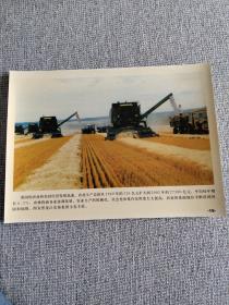 黑龙江农垦集团小麦丰收