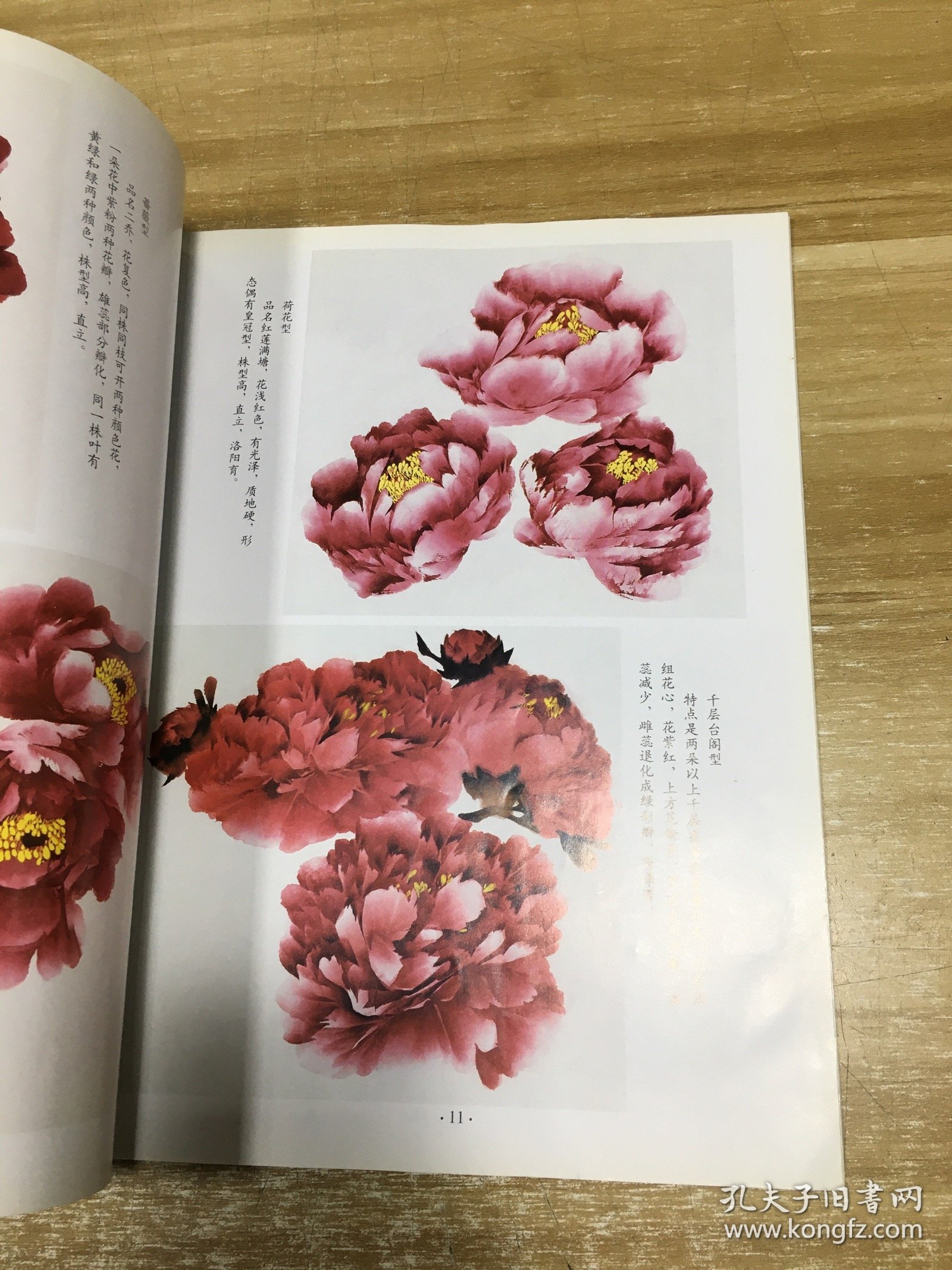 牡丹绘画新技法