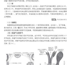 正版现货 内科护理 第4版 十二五职业教育国家规划教材  夏泉源 崔燕  科学出版社9787030706706