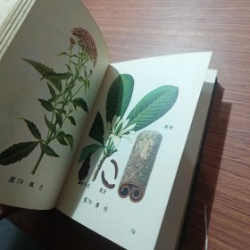常用中草药图谱