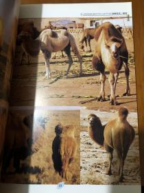 动物摄影图片书籍 画家创作资料用书 骆驼分册