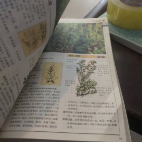 319种中国野菜图鉴