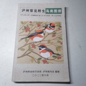 泸州常见野生鸟类图册