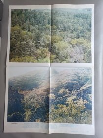 初级中学课本动物学教学挂图——我国的植物群落(全9幅)