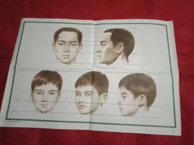 小学美术教学图片《成人和儿童头部比例图》（76×52厘米）