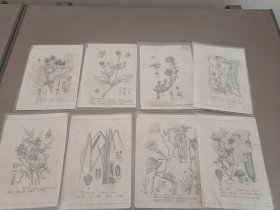 画家植物手绘素描画手稿31张画在软面抄纸上
