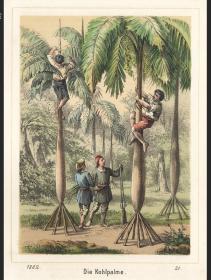 1884年德国手工上色石印版画棕榈树果
