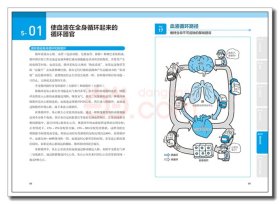 漫画基础医学：读懂解剖生理学 （日）林洋 著；刘芷佚，刘福水，刘乃刚 译 中国轻工业出版社 沿海书店