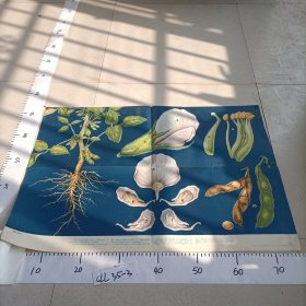 初级中学植物学教学挂图 绿色开花植物的分类大豆（豆科）