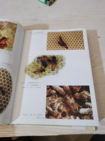 中国蜜蜂学