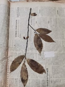 植物标本，无标本台纸.50327-101