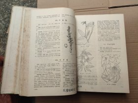 全国中草药汇编（上册）