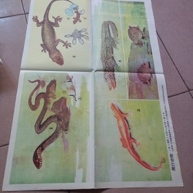 爬行动物示意图