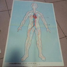 人的血液循环系统示意图
