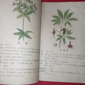 有毒的野生植物