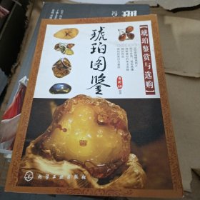 琥珀图鉴