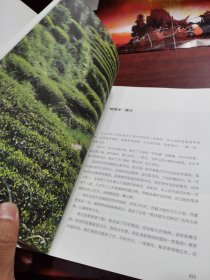 茶味初见