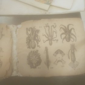 动物鱼类昆虫样本八十页