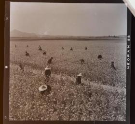 1965年底片一张：摘棉花的社员