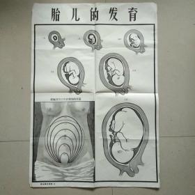 安全接生挂图: 胎儿的发育（半开）