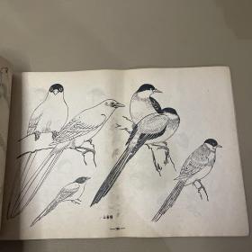 鸟谱  【中央工艺美术学院图案训练班1960年 8开本】