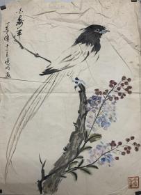 晓明一花寿带