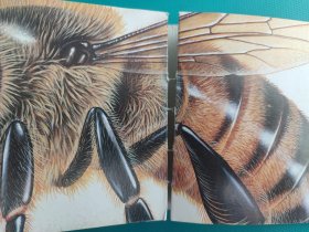 口袋图书馆 :危险动物